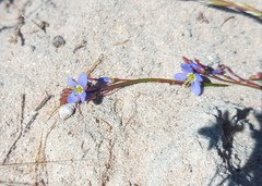 Heliophila adpressa