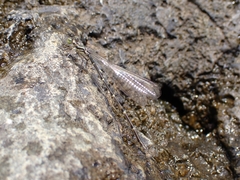 Isosticta