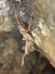 Isosticta