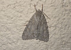 Acronicta americana