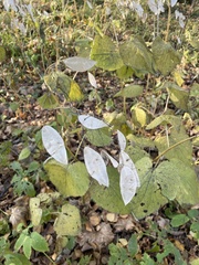 Lunaria rediviva