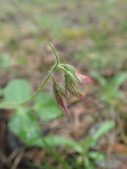 Ononis rotundifolia