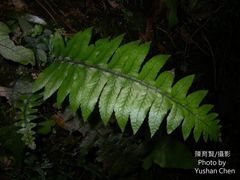 Diplazium pullingeri