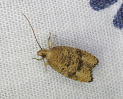 Psilocorsis quercicella