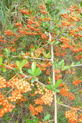 Pyracantha coccinea