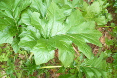 Acanthus mollis
