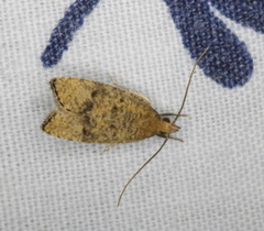 Psilocorsis quercicella