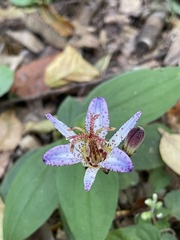 Tricyrtis