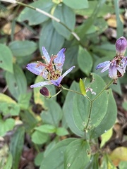 Tricyrtis