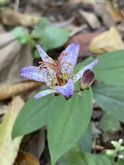 Tricyrtis