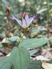 Tricyrtis