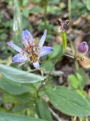 Tricyrtis