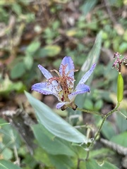 Tricyrtis