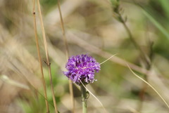 Pseudopegolettia tenella