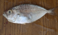 Leiognathidae