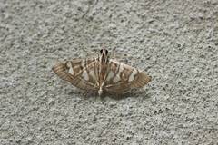 Chabula telphusalis
