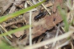 Polionemobius flavoantennalis