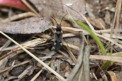 Panaorus albomaculatus