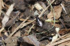 Polionemobius flavoantennalis