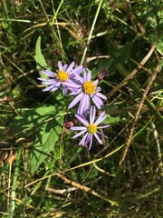 Aster microcephalus ovatus