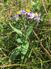 Aster microcephalus ovatus