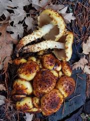 Pholiota jahnii