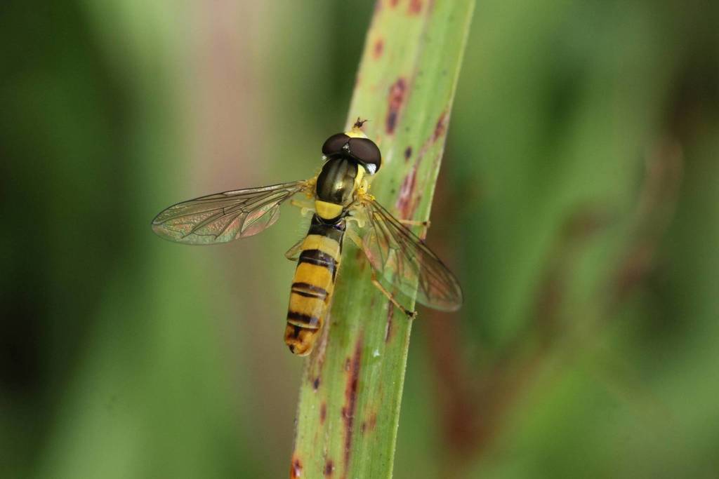 Sphaerophoria indiana