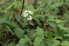 Aster ageratoides ageratoides