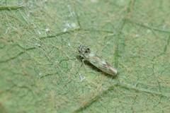 Arboridia apicalis