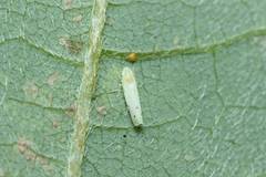 Tautoneura japonica