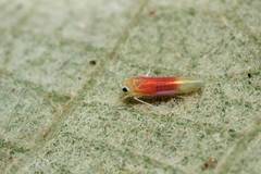 Alebrasca actinidiae