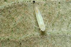 Alebrasca actinidiae