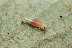 Alebrasca actinidiae