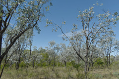 Petalostigma banksii