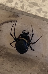 Nephilingis cruentata