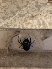 Nephilingis cruentata