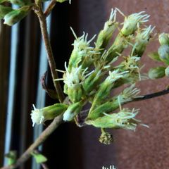 Eupatorium pilosum