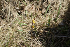 Eulophia hians inaequalis