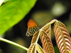 Drupadia ravindra moorei