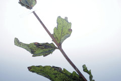 Eupatorium pilosum