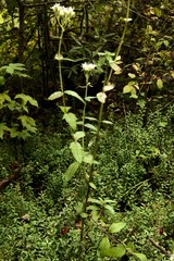 Eupatorium pilosum