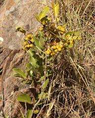 Euclea natalensis capensis