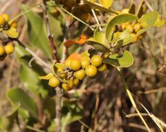 Euclea natalensis capensis