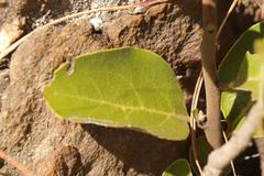 Euclea natalensis capensis