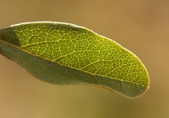 Euclea natalensis capensis