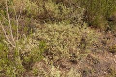 Hermannia holosericea