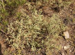 Hermannia holosericea