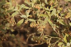 Hermannia holosericea