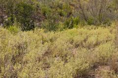 Hermannia holosericea