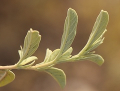 Hermannia holosericea